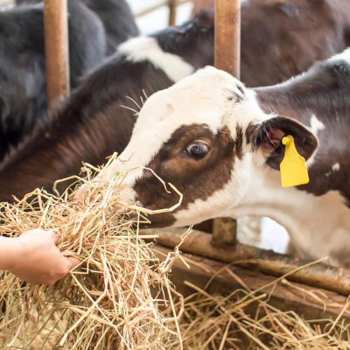 Stainless Steel Wire Whip — APL Farms