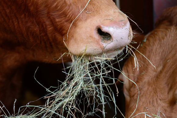 Tips To Prevent Barn Flies