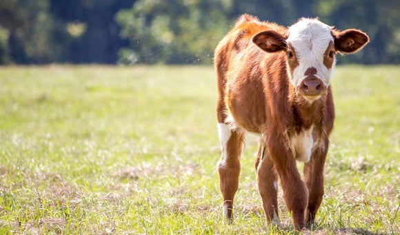 Overcoming Calf Health Issues