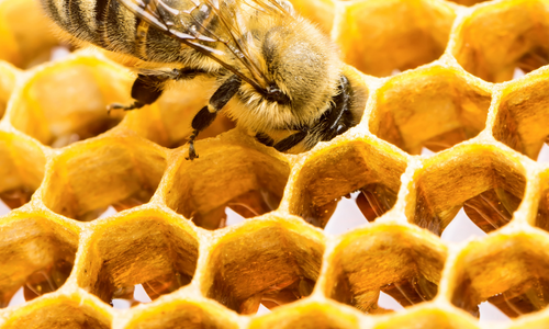 Bee
