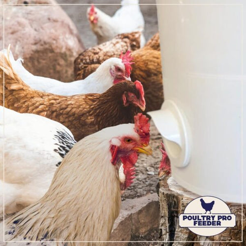 Riverbend Resources Poultry Pro Feeder