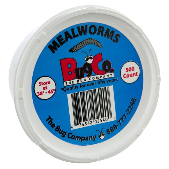 The Bug Company Mealworms